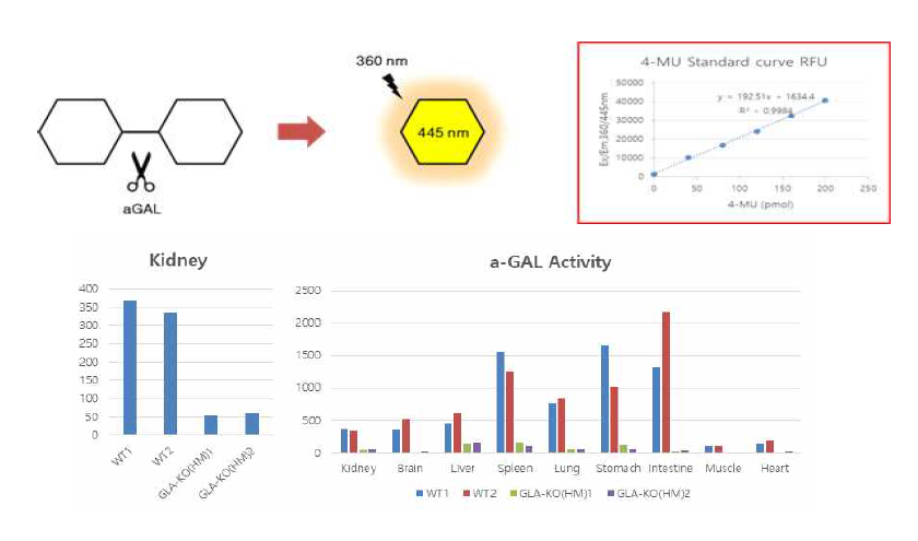 GLA 효소 활성측정의 원리와 표준화 곡선, 신장 및 여러 조직에서 GLA 효소 활성측정