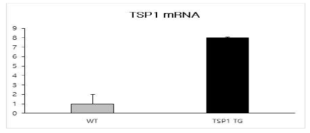 TSP1 마우스에서 mRNA 발현량 측정