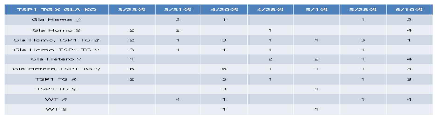 파브리병 질환모델을 위한 형질전환동물별 개체수 확보현황