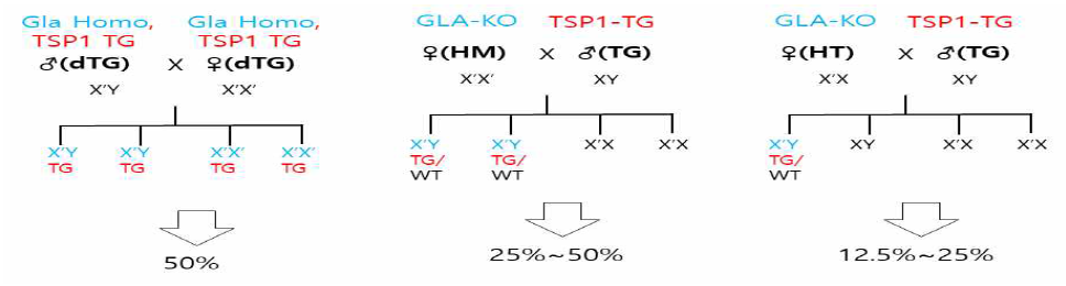 GLA KO/TSP1 double TG 대량번식전략