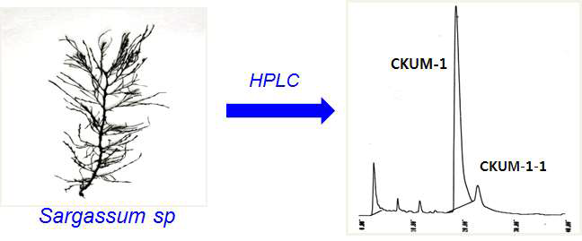 CKUM-1과 CKUM-1-1의 HPLC 결과