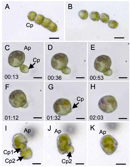 단종배양체 편모류 Alexandrium pohangense가 적조생물인 Cochlodinium polykrikoides를 섭식하는 과정, (A) 4개의 체인형태로 존재하는 C. polykrikoides, (B) A. pohangense와 접촉 후 체인이 파괴된 C. polykrikoides, (C-H) A. pohangense가 C. polykrikoides를 engulfment 방법으로 섭식하는 과정, (I-K) A. pohangense가 2개 체인형태의 C. polykrikoides를 차례대로 섭식하는 장면, Scale bars= 20 μm (A, B), & 10 μm (C-K) (Lim et al. 2015)