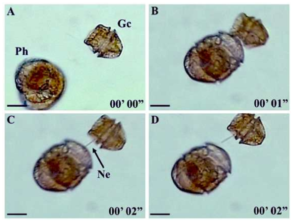 단종배양체 혼합영양성 편모류 Polykrikos hartmannii가 Gymnodinium catenatum을 독침 기관인 nematocyst를 쏘아 공격하는 장면, (A) P. hartmannii가 G. catenatum 세포에 다가가는 모습, (B-D) P. hartmannii가 G. catenatum에 nematocyst를 발사하여 기절시키는 과정, Scale bars= 20 μm (Lee et al. 2015)