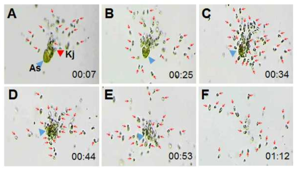 종속영양성 나노편모류 (HNF, heterotrophic nano-flagellate)인 Ka표pharis japonica가 와편모류 Akashiwo sanguinea를 섭식하는 장면 (A-F) (Submitted data)