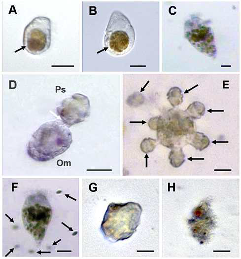 본 연구팀에서 연구한 편모류 Paragymnodinium shiwhaense가 포식자에 의해 섭식 당하고 (A-C), 동시에 섭식을 하는 (D-H) 상호 작용의 모습이 관찰된 장면, (A) Oxyrrhis marina에 의해 섭식당한 P. shiwhaense, (B) Gyrodinium dominans에 의해 섭식당한 P. shiwhaense, (C) 섬모충류 Strombidinopsis sp.에 의해 섭식당한 P. shiwhaense, (D) 포식자 O. marina를 섭식하는 P. shiwhaense, (E) 포식자 Strobilidium sp.를 섭식하는 P. shiwhaense, (F) 포식자 Strombidinopsis sp.를 공격하는 P. shiwhaense, (G-H) P. shiwhaense 여과물에 의해 분해된 포식자 G. dominans. Scale bars (A, B, D, E, G, H) =10 μm 그리고 (C and F) =20 μm (Jeong et al. 2016)