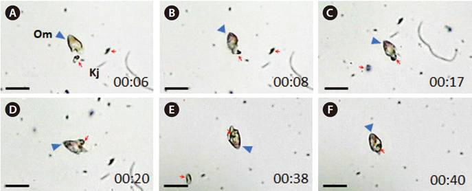 종속영양성 와편모류 Oxyrrhis marina가 종속영양성 나노편모류 Ka표pharis japonica를 섭식하는 장면, 시간적 순서대로 배열 (~40초), scale bar = 25 μm (Kim et al. 2017)