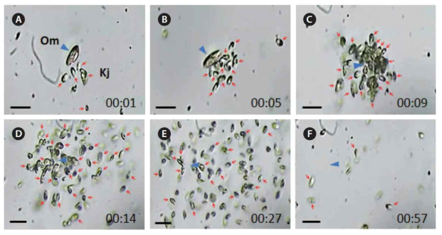 종속영양성 나노편모류 Ka표pharis japonica가 종속영양성 와편모류 Oxyrrhis marina를 섭식하는 장면, 시간적 순서대로 배열 (up to 57초), scale bar = 25 μm (Kim et al. 2017)
