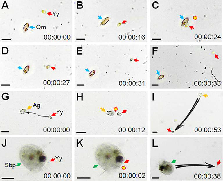 와편모류 Yihiella yeosuensis가 잠재적 포식자들과 접촉하였을 때 jumping behavior를 보여주며 포식자로부터 도망가는 장면. (A-F) 종속영양성 와편모류 Oxyrrhis marina로부터 도망가는 Y. yeosuensis, (G-I) 종속영양성 와편모류 Aduncodinium glandula로부터 도망가는 Y. yeosuensis, (J-L) 종속영양성 섬모충류 Strombidinopsis sp.로부터 도망가는 Y. yeosuensis, scale bar = 25 μm for (A-I) 그리고 50 μm for (J-L). (Jeong et al. 2018)