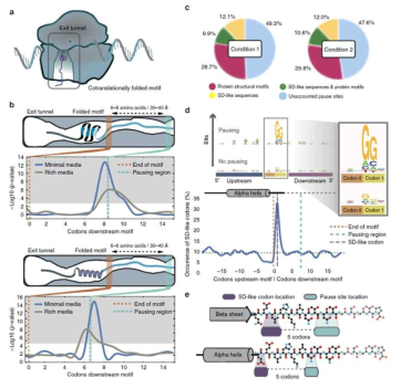 Regularities in translational pausing and structural motifs (자료: Ebrahim et al. 2016)