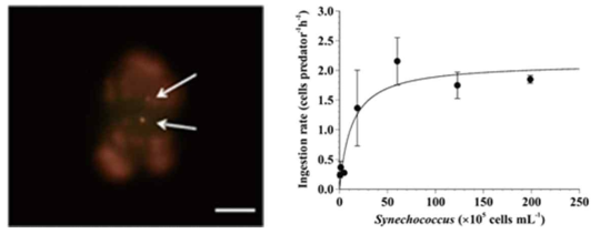 혼합영양성 섬모류 Mesodinum rubrum이 광영양 세균인 Synechococcus sp.를 섭식하였을 때 섭식율(Ingestion rate) 그래프 (Yoo et al. 2015a)