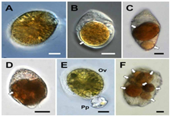 독성 와편모류인 Ostreopsis cf. ovata를 섭식하는 천적생물 (Yoo et al. 2015b)