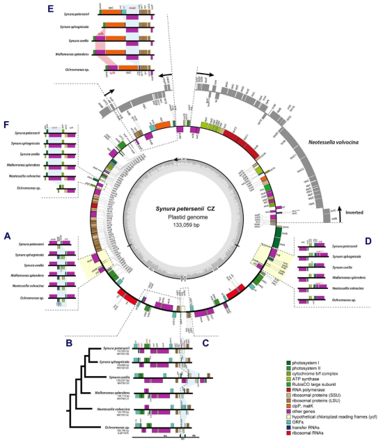 대롱편모조류 6종의 색소체 유전체 지도 (Kim et al. 2019)