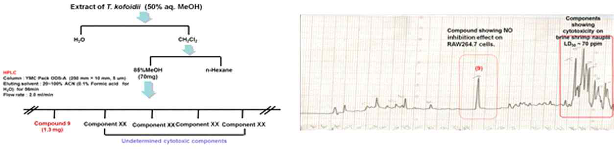 저서 와편모류 Thecadinium kofoidii로부터 화합물 9의 분리 체계도와 HPLC 크로마토그램