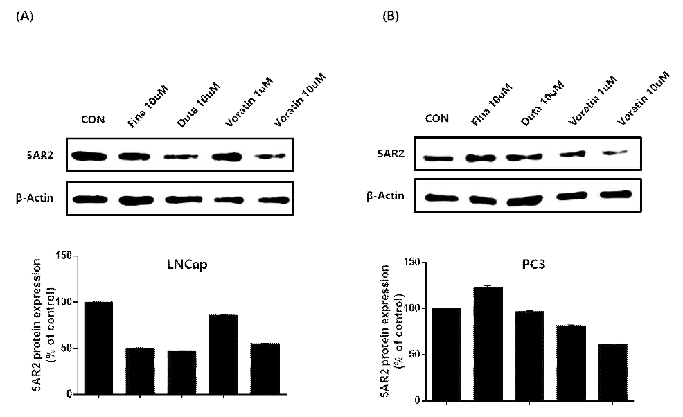 LNCap과 PC3세포에서의 voratin 화합물 (15)의 5AR2효소 저해 활성 결과