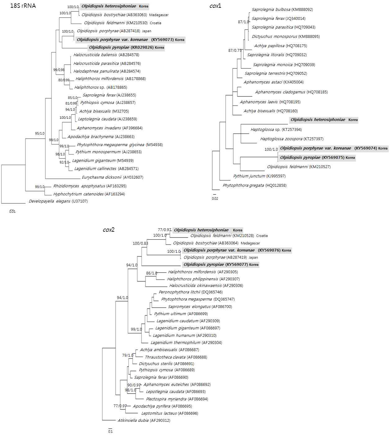 18S rRNA, Cox1, Cox2 유전자를 이용한 계통분석