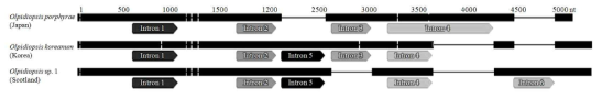 스코틀랜드 Olpidiopsis sp. 1의 18S rRNA 유전자 구조 모식도