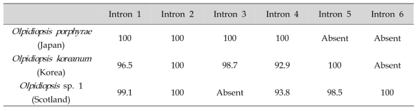 Olpidiopsis 인트론 서열 유사도 (%) 분석