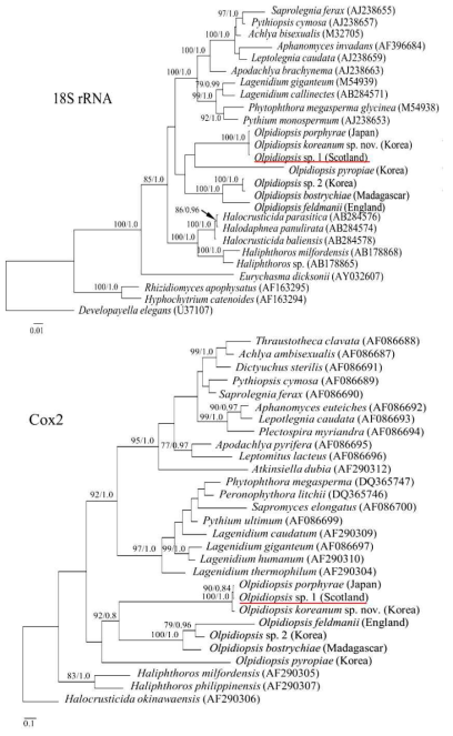 18S rRNA, Cox2 유전자를 이용한 Olpidiopsis sp.1 (스코틀랜드)의 계통분석