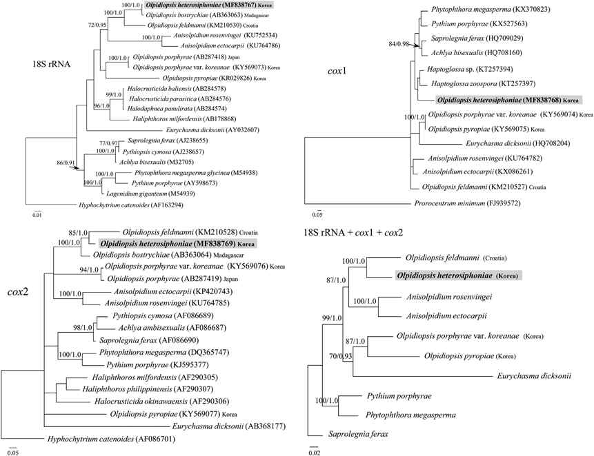 18S rRNA, cox1, cox2 유전자를 이용한 Olpidiopsis heterosiphoniae의 계통분석