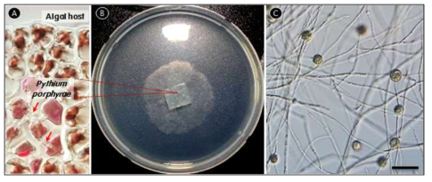 Pythium porphyrae 균주의 분리 배양. A 숙주세포에 감염된 Pythium porphyrae. B 고체 배지를 이용한 Pythium porphyrae 분리배양. C 순수 분리된 Pythium porphyrae의 균사체. Scale bar=50㎛