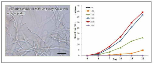 분리 배양된 Pythium porphyrae와 현탁배양 온도에 따른 생장률 비교. Scale bar=10㎛