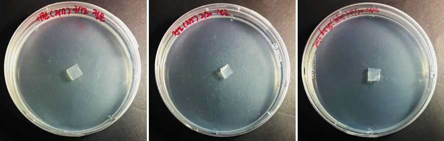 난균강 원생생물 균주의 단독 분리 배양 (Pythium porphyrae 2, 3, 4)