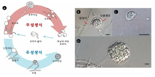 Pythium porphyrae의 생활사. A Pythium porphyrae의 생활사. B 유성생식. C 유주자. D 유주자낭. Scale bar=10㎛