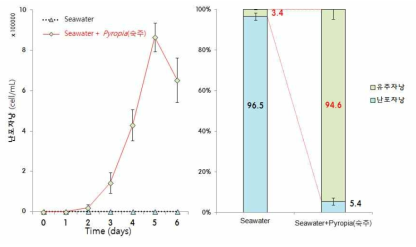 Pythium porphyrae의 숙주 유무에 따른 유주자낭 생성