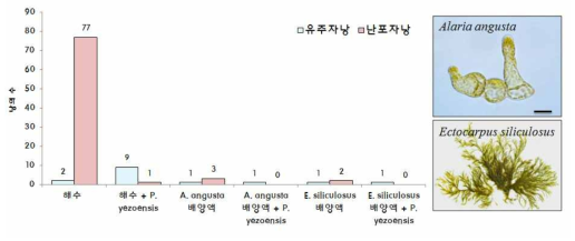 갈조류 A. angusta, E. siliculosus의 Pythium porphyrae 감염력 억제