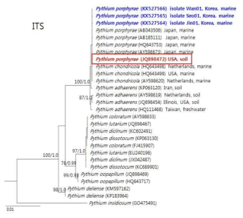 분자계통분류를 통한 난균류의 동정 해양에서 채집된 Pythium porphyrae는 세계 여러 지역의 토양에서도 보고됨