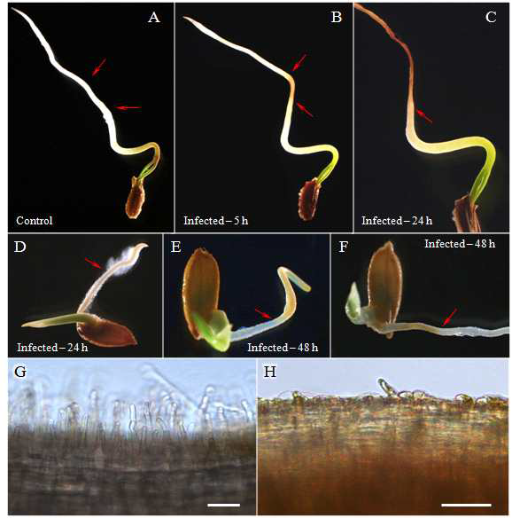 발아된 당근과 벼 종자에 대한 감염실험 A-C 당근. A 감염 전. B 5시간 (감염 관찰). C 24시간(뿌리 사멸). D-F 벼. D 24시간. E-F 48시간 (감염 관찰). G 정상적인 뿌리털. H 감염으로 사멸한 뿌리털. Scale bar=50㎛