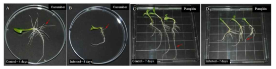 Pythium porphyrae에 감염된 작물 뿌리의 성장 저해