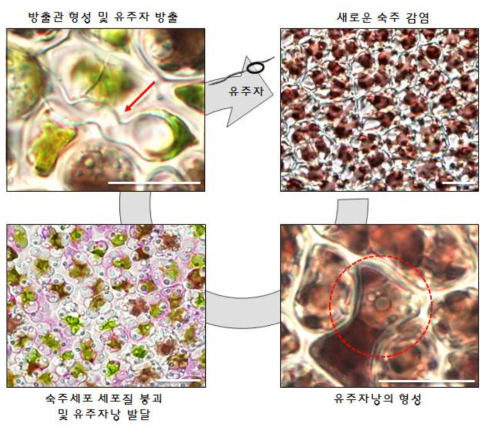 Olpidiopsis porphyrae var. koreanae의 생활사 분석. Scale bar=20 ㎛