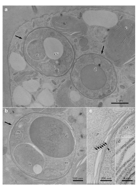 숙주에 침투한 Olpidiopsis porpyrae var koreanae의 투과전자 현미경 사진 a 하나의 숙주세포에 침투한 두 개의 유주자. b Olpidiopsis의 유주자는 두꺼운 세포막으로 둘러싸여 숙주 세포질과 경계를 이룸. c 유주자는 자신의 세포막 (점선 화살표) 이외의 3~6개의 막 (화살표)으로 둘러싸임. d. 세포막이 확대된 모습으로 이중층을 이루는 구조를 확인 할 수 있음. c chloroplast, cv cytoplasmic vesicle, d lipid droplet, m mitochondrion, n nucleus, O Olpidiopsis, P Pyropia