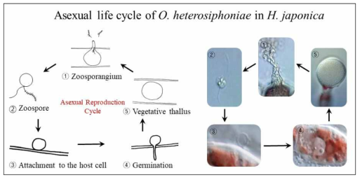 Olpidiopsis heterosiphoniae의 무성생식 생활사 분석