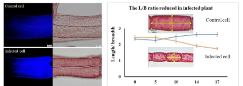 감염에 따른 Heterosiphonia japonica 세포벽 발달과 세포형태 변화