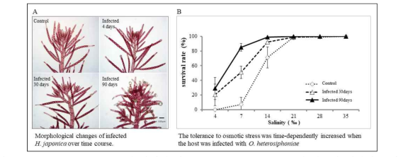 Olpidiopsis heterosiphoniae의 감염에 따른 Heterosiphonia japonica의 삼투압 저항성 증가. A. 감염 경과에 따른 H. japonica의 형태 변화. B. 감염 경과에 따른 삼투압 별 숙주 생존율, 감염된 개체는 대조구에 비해 낮은 삼투압 농도에서 높은 생존율을 나타냄