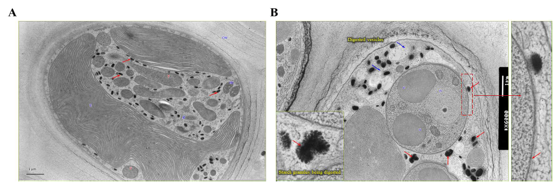 숙주의 Olpidiopsis 감염에 따른 세포 형태학적 변화 분석. A. Pyropia의 세포의 투과전자 현미경 사진. 화살표는 홍조 녹말을 나타냄. B. Olpidiopsis에 감염된 숙주 세포. 화살표는 Olpidiopsis 유주자낭 주위에 분해가 진행된 홍조녹말과 액포를 나타냄