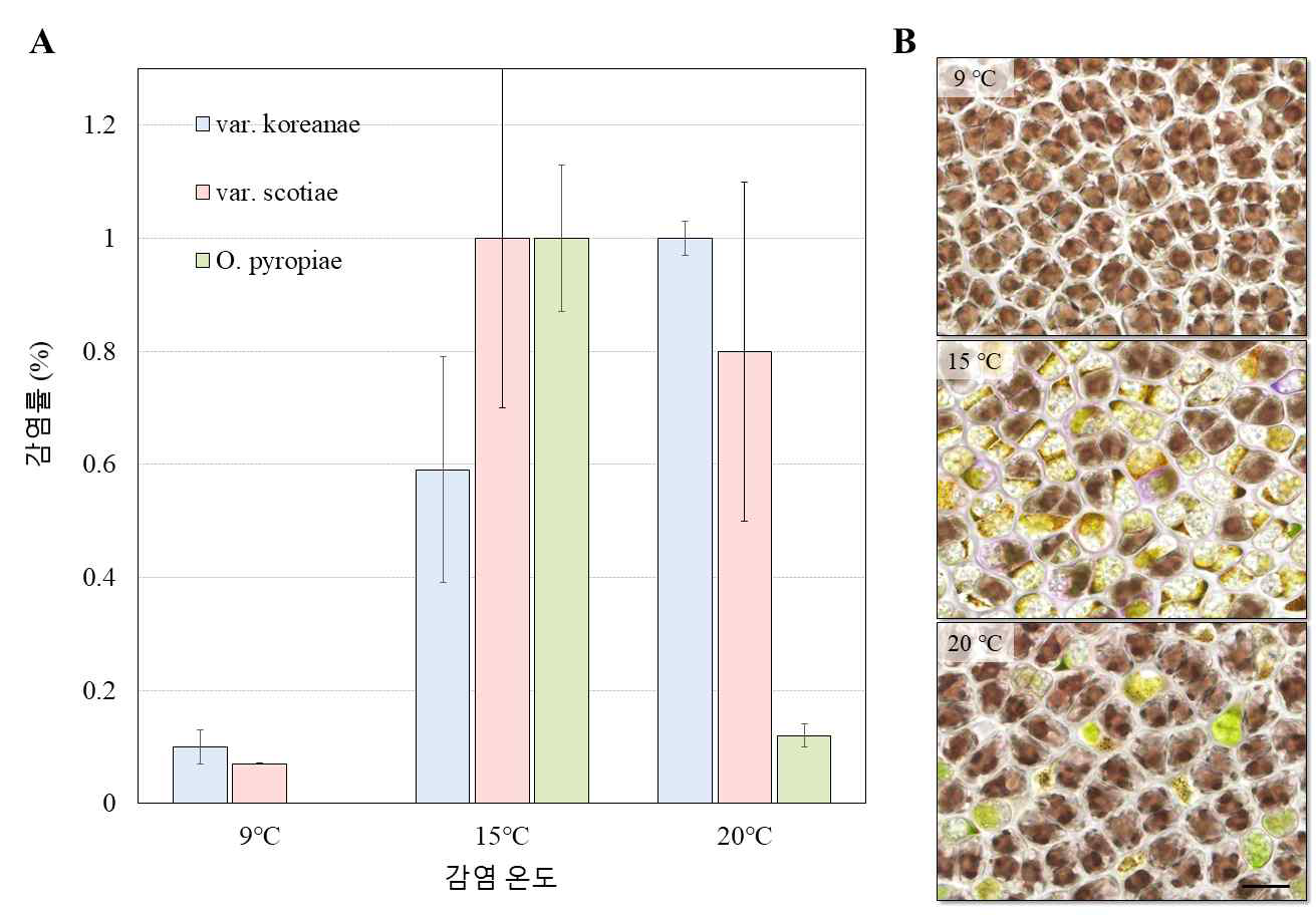 온도에 따른 각 Olpidiopsis의 감염 A. 온도에 따른 Olpidiopsis의 감염률 변화 측정. B. Olpidiopsis pyropiae의 온도별 감염 양상 관찰. Scale bar = 20 μm