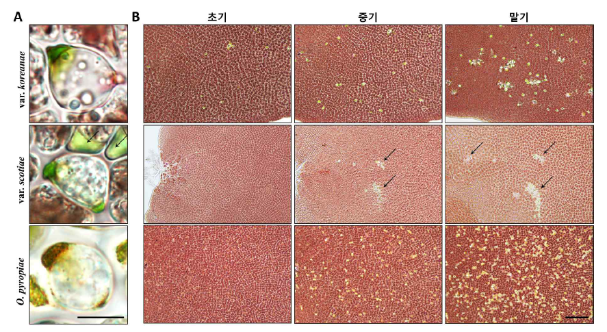 각 Olpidiopsis의 시기별 감염 양상. A. 감염된 숙주세포내 발단된 각 Olpidiopsis의 유주자낭. Scale bar = 10 μm. B. 감염단계에 따른 감염 양상. 화살표는 Olpidiopsis porphyrae var. scotiae 감염 숙주에서 주로 관찰되는 세포사멸을 나타냄. Scale bar = 200 μm