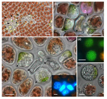 숙주 Porphyra에 감염된 Olpidiopsis porphyrae var. scotiae. A-C. 숙주세포에서 관찰되는 유주자낭의 발달. Calcofluor white 염색에서 숙주 세포 내 발달된 다수의 유주자낭이 관찰됨. D. SYBR-Green 염색을 통한 유주자낭의 다핵 구조. E. Porphyra 단포자에 감염된 Olpidiopsis 유주자낭. Scale bars = 10 μm