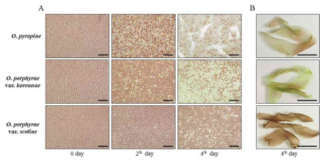 각 Olpidiopsis의 Pyropia에 대한 감염 관찰. A. 감염 경과에 따른 Pyropia 엽체 내 세포의 변화. Scale bars = 200 μm. B. 감염된 Pyropia 엽체의 차이. Scale bars = 1 cm