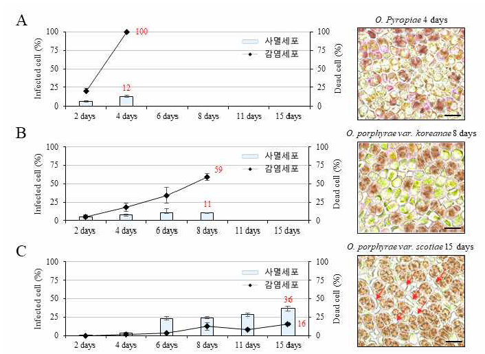 각 Olpidiopsis의 감염에 따른 Pyropia의 감염률과 사멸률 분석. A. Olpidiopsis pyropiae. B. Olpidiopsis porphyrae var. koreanae. C. Olpidiopsis porphyrae var. scotiae. 화살표는 사멸된 세포를 나타냄. Scale bars = 20 μm