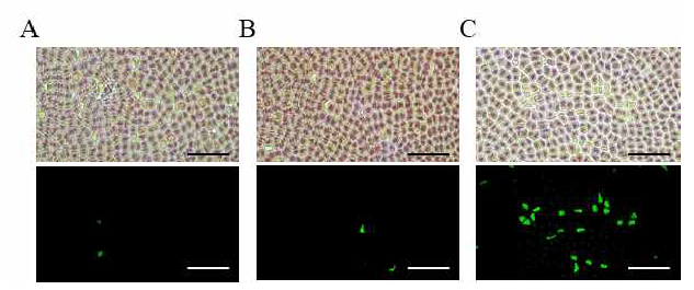 각 Olpidiopsis의 감염에 따른 Pyropia 엽체의 TUNEL assay. A. Olpidiopsis pyropiae. B. Olpidiopsis porphyrae var. koreanae. C. Olpidiopsis porphyrae var. scotiae. Scale bars = 40 μm