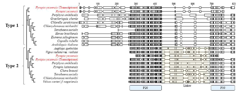 Pyropia metacaspase의 alignment와 단백질 구조 분석. P20; The catalytic p20-like domain, P10; p10 domain