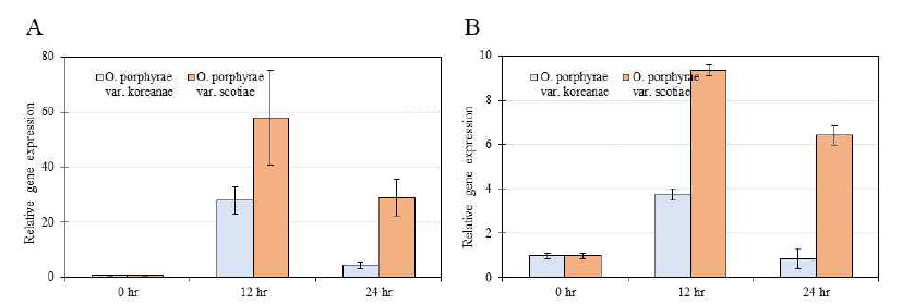 감염력 차이를 나타내는 2가지 Olpidiopsis 균주에 대한 숙주 Pyropia metacaspase homologue의 발현 반응 분석. A. Metacaspase 1. B. Metacaspase 2