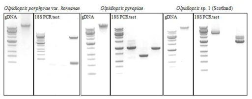 각 난균강 원생생물의 gDNA 분리 및 PCR test (1 % agarose gel)