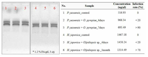 감염 시기에 따른 난균강 원생생물의 RNA 분리 방법 정립 및 분석