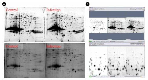 2-DE 이미지 및 단백질 발현 분석