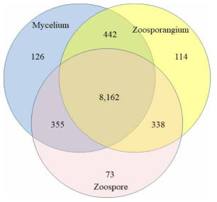 Pythium porphyrae의 무성생식 단계에 따른 발현유전체 contig의 분포